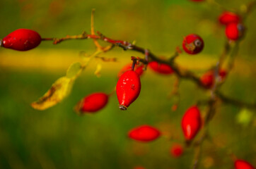 ripe hip roses on branch with leaves, on green background