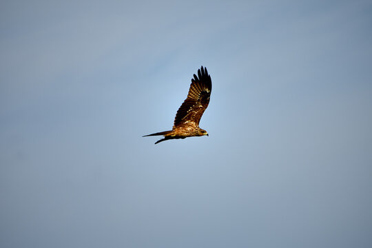 Red Tailed Hawk flying alone in a blue sky