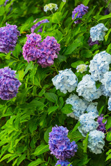 日本　静岡県袋井市、遠州三山の一つ法多山尊永寺の紫陽花