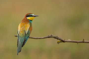 European bee-eater perched on a branch