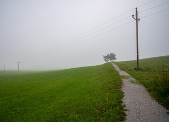 Power lines across the foggy field