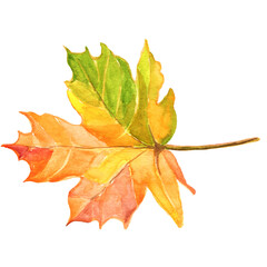 Watercolor autumn leaves,watercolors leaves,fall watercolor autumn leaves, watercolors leaves, fall, watercolor leaf, autumn, isolated, nature, yellow, plant,watercolor  tree, white,