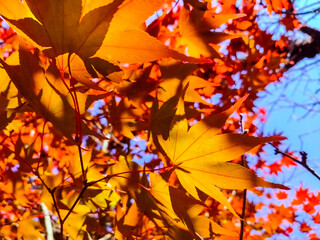 紅葉