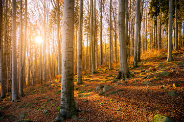 Sun beams in autumn forest