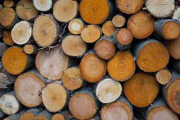 Fototapeta premium pile of logs cut from colorful aspens, birches, alders background
