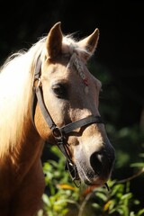 Fototapeta premium Portrait of a horse. State Of Goa. India