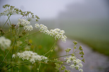 Drops of dew and fog on the field flowers