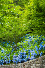 日本　静岡県袋井市、遠州三山の一つ法多山尊永寺の紫陽花