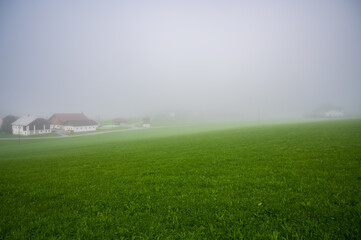 A foggy meadow on a summer morning