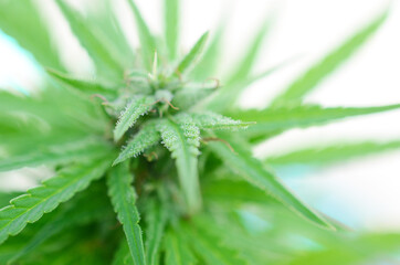 agriculture, background, botany, bud, buds, cannabis, close up, closeup, crop, cultivated, cultivation, culture, dope, drug, farm, farming, flower, grass, green, grow, growth, harvest, hash, health, h