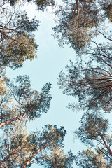 Top of the trees over blue sky view from ground