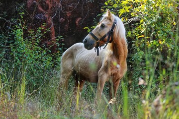 Portrait of a horse. State Of Goa. India