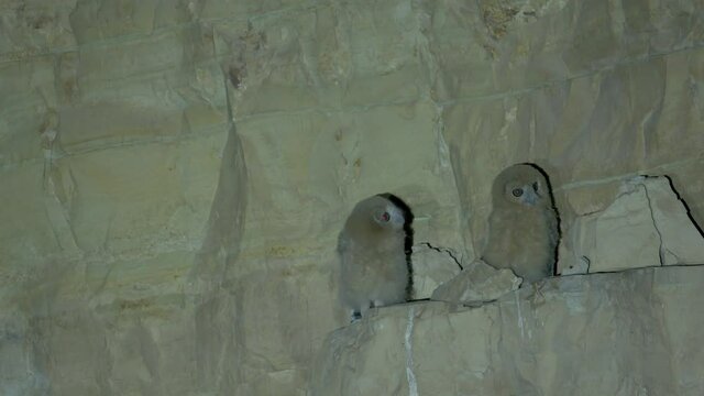 Rare Footage of 2 fledgling Desert Tawny Owl (strix hadorami) near the nest.