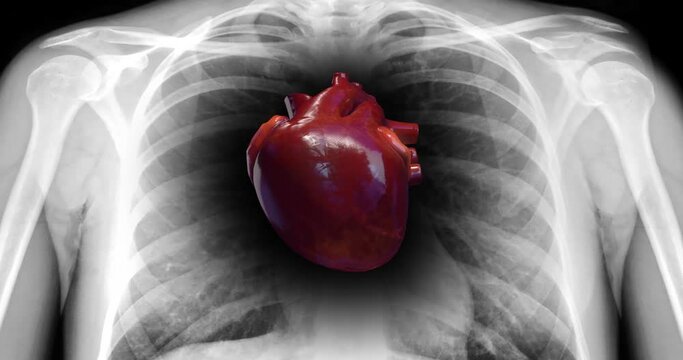 Close Up Healthy Human Human Heart Is Beating. X-Ray Skeleton. Science And Health Related 3D Animation.