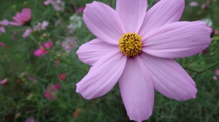 秋の里山に咲くたくさんのコスモス