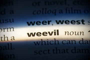 weevil