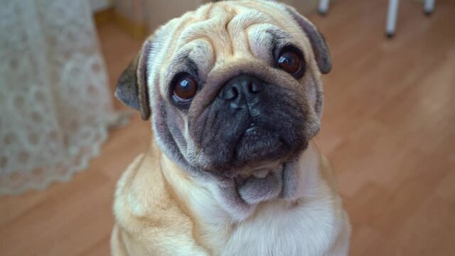 portrait of a pug. the dog looks with plaintive eyes and asks for a treat.