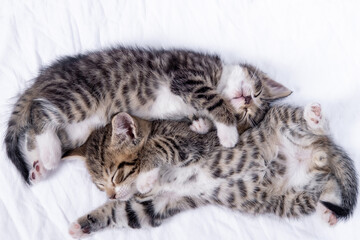 Two small striped domestic kittens sleeping at home lying on bed white blanket. Concept of cute adorable pets cats.