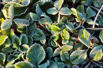 Hoarfrost on strawberry leaves in late autumn