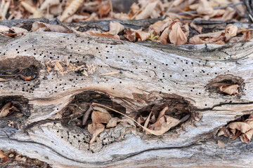 An old rotten log with holes from beetles and woodpeckers in the dry autumn foliage. Selective focus.