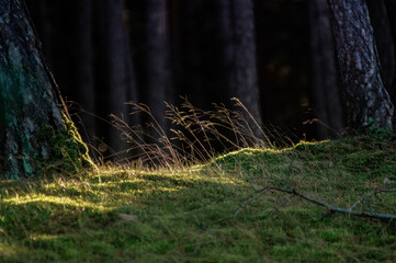 Delikatne trawy pochylone od wiatru rosnące na mchu pośród leśnych drzew - obrazy, fototapety, plakaty