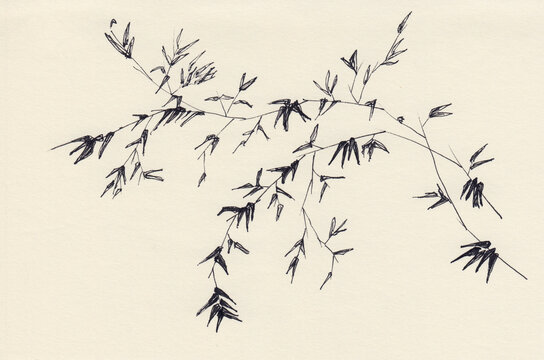 Pen drawing with delicate bamboo branches & leaves. Hand drawn black ink sketch illustration. Interior decoration, vintage style print, cafe wallpaper. Monochrome artwork on paper. Abstract landscape.