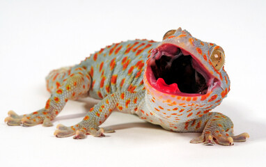 Tokay gecko / Tokeh, Tokee (Gekko gecko) 