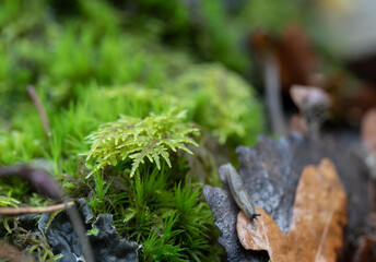 
Fern after rain in autumn forest