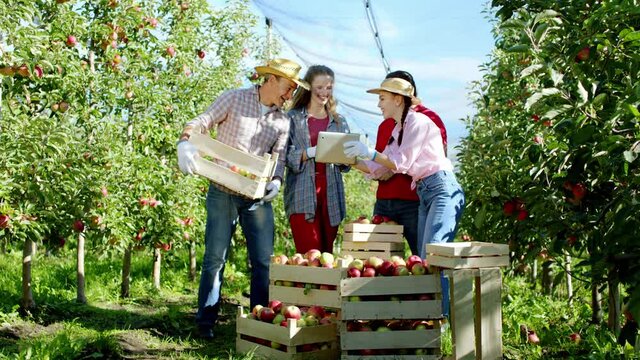 Group of charismatic countryside workers in the middle of apple orchard taking some pictures from the digital tablet after they finish to work they standing beside of wooden basket