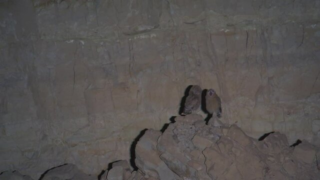 Rare Footage of 2 fledgling Desert Tawny Owl (strix hadorami) near the nest.