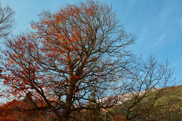 Fototapeta premium autumn tree against the sky