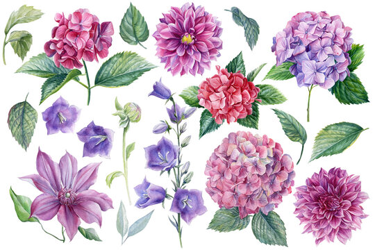 Beautiful flowers, dahlias, hydrangeas, clematis, blue bell, watercolor botanical illustration, floral design
