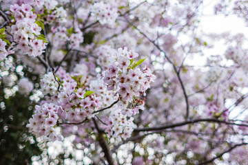 日本　静岡県浜松市、浜松城公園の満開の桜