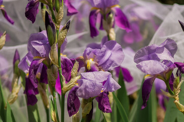 Kompozycja kwiatowa rosnące w ogrodzie fioletowe irysy - obrazy, fototapety, plakaty