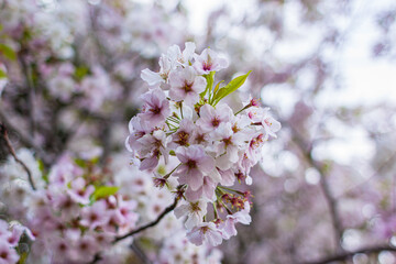 日本　静岡県浜松市、浜松城公園の満開の桜