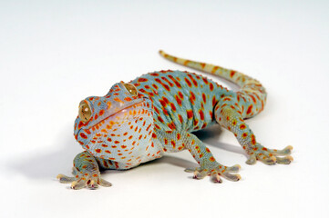 Tokay gecko / Tokeh, Tokee (Gekko gecko) 