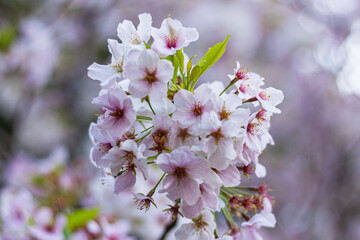 満開の桜