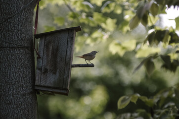 Mały ptaszek z owadem w dziobie siedzący na patyku w domku dla ptaków  na zielonym rozmytym tle - obrazy, fototapety, plakaty