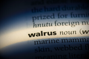 walrus