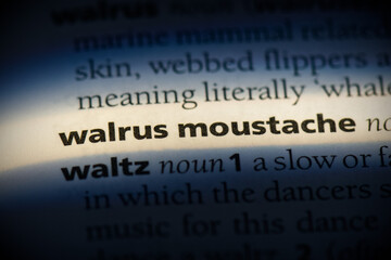 walrus moustache