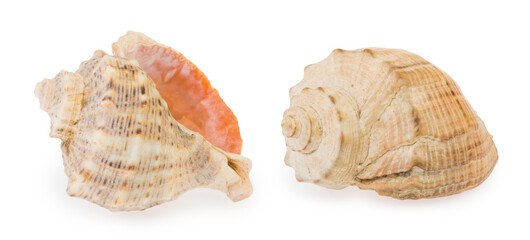 shell isolated on white background