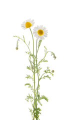 Chamomiles daisy flower isolated on white background without shadow