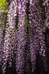 日本　静岡県磐田市、夜の熊野の長藤