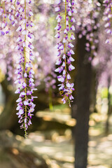 日本　静岡県磐田市、熊野の長藤