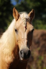Obraz premium Portrait of a horse. State Of Goa. India