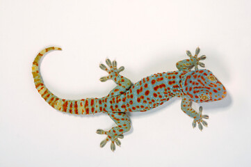 Tokay gecko / Tokeh, Tokee (Gekko gecko) 