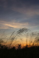 夕暮れ時のススキのシルエット