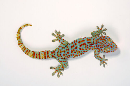 Tokay gecko / Tokeh, Tokee (Gekko gecko) 