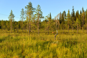 Northern landscape. Rare trees at edge of swamp. Finnish Lapland