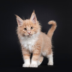 Handsome creme with white fluffy Maine Coon cat kitten, standing facing front. Looking towards camera. Isolated on black background.